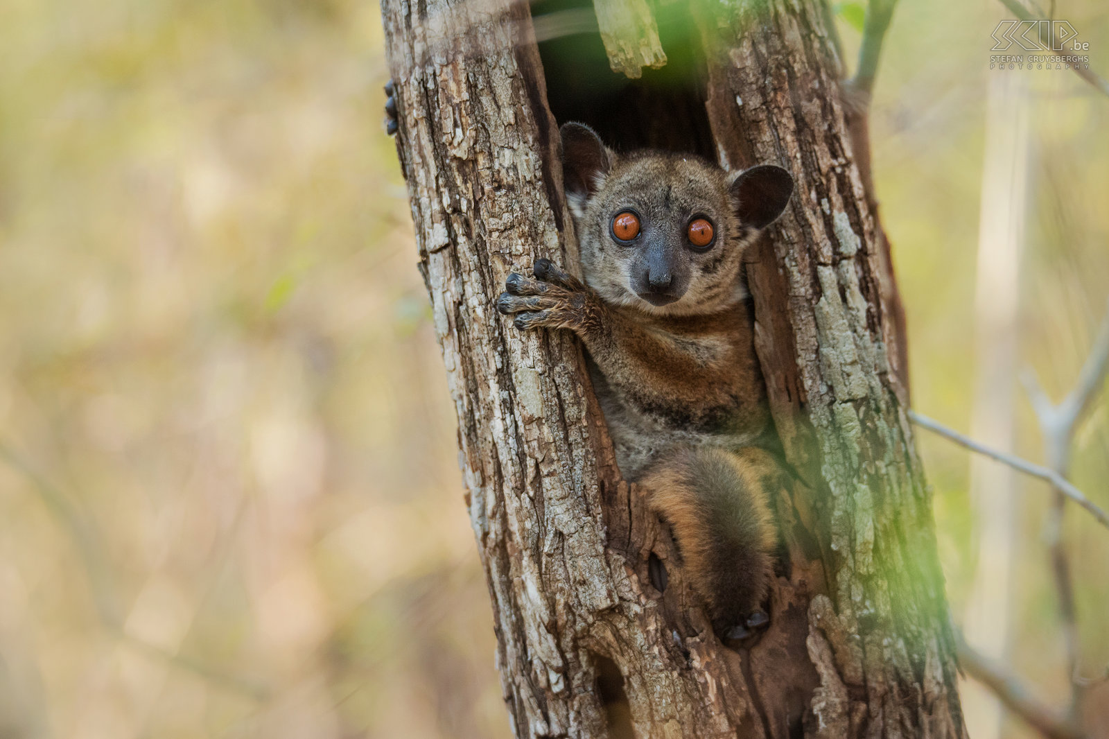 Kirindy - Roodstaartwezelmaki  De roodstaartwezelmaki (Red-tailed sportive lemur, Red-tailed weasel lemur, Lepilemur ruficaudatus) is een lemurensoort die voornamelijk ’s nachts leeft. Overdag slapen ze in een boomholte. We vonden deze kleine schattige maki met zijn grote kleurrijke ogen tijdens een wandeling in het Kirindy Forest. Stefan Cruysberghs